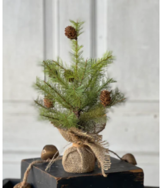 Greenup Pine Tree with Cones