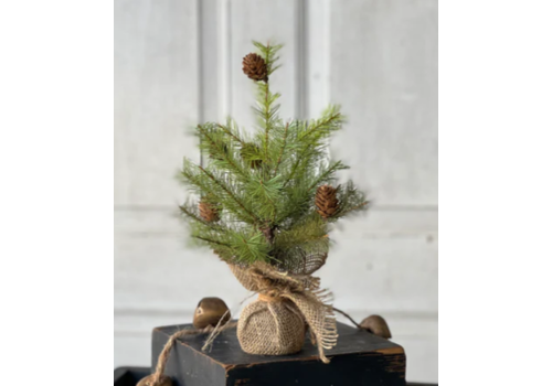  Greenup Pine Tree with Cones 