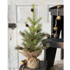 Greenup Pine Tree with Cones
