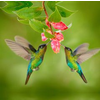 West of the Wind 24x24 Outdoor Art Hummingbird #8
