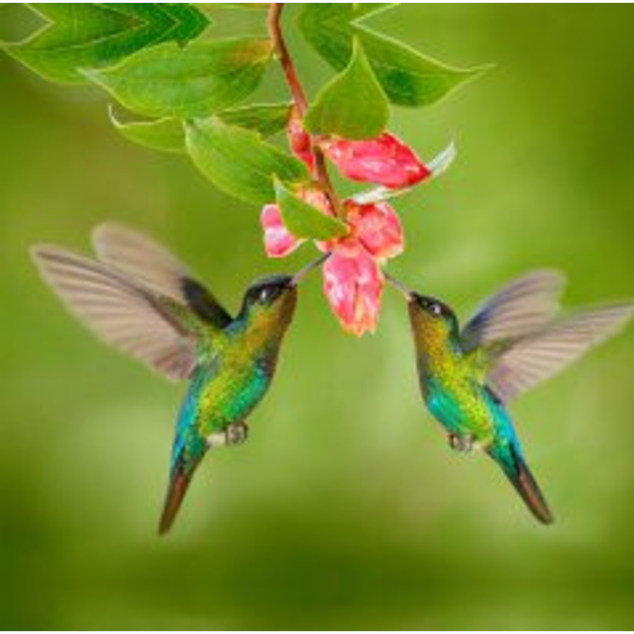 24x24 Outdoor Art Hummingbird #8