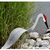 Florida Dancing Birds Sandhill Crane