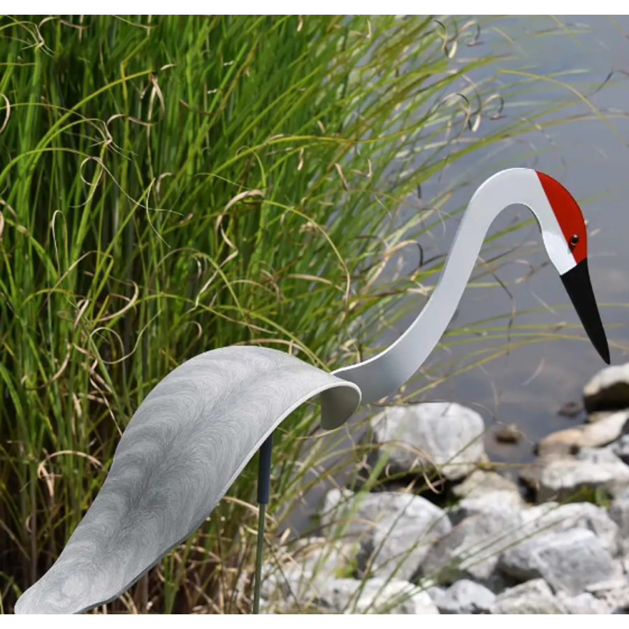 Sandhill Crane