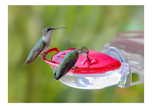  Bradley Caldwell, Inc Aspects Gem Hummingbird Window Feeder 