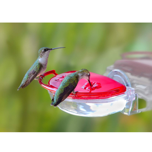  Bradley Caldwell, Inc Aspects Gem Hummingbird Window Feeder 