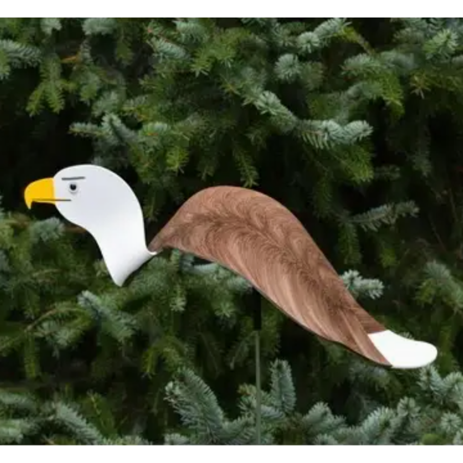 Bald Eagle Dancing Bird