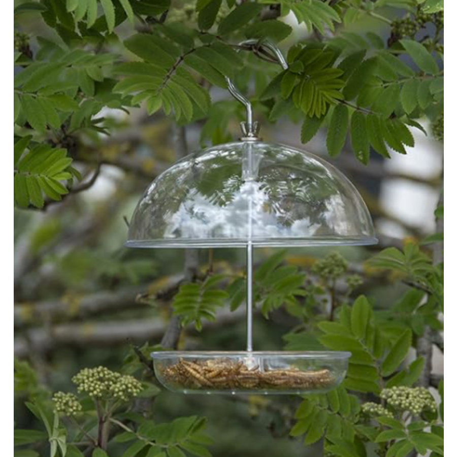 Acrylic Robin Feeder with Dome