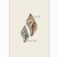 Seashell Assorted Boxed Note Cards