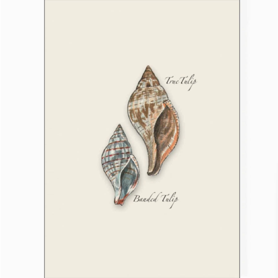 Seashell Assorted Boxed Note Cards