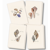 Earth sky water Seashell Assorted Boxed Note Cards Earth sky water Seashell Assorted Boxed Note Cards