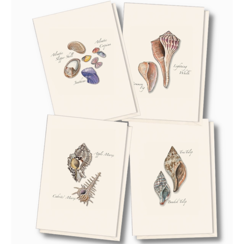 Earth sky water Seashell Assorted Boxed Note Cards   Earth sky water Seashell Assorted Boxed Note Cards