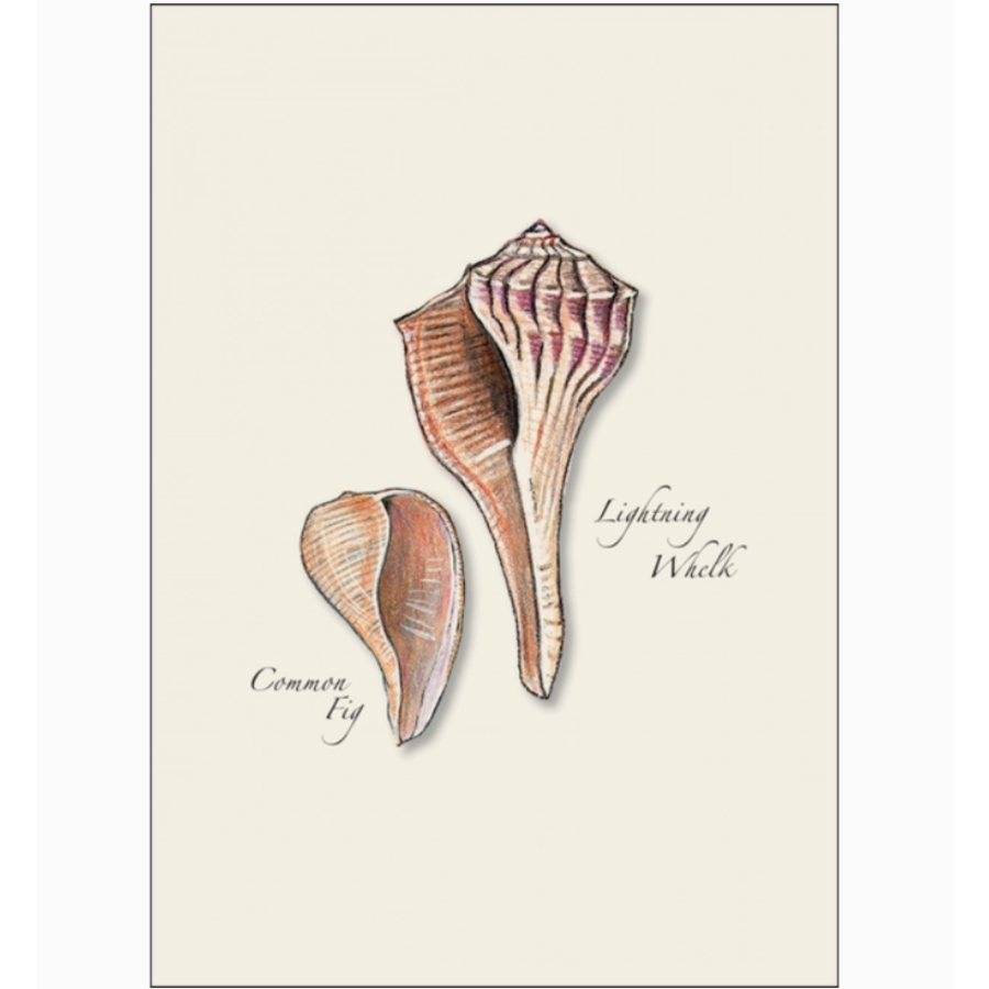 Seashell Assorted Boxed Note Cards