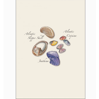 Seashell Assorted Boxed Note Cards