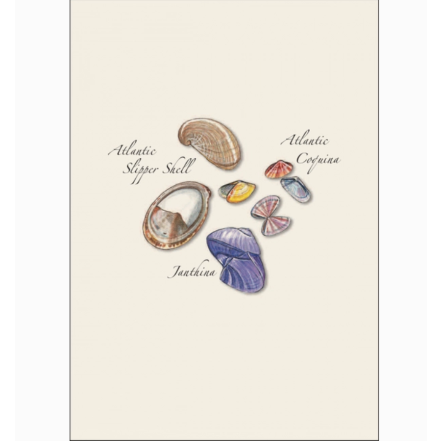 Seashell Assorted Boxed Note Cards