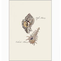 Seashell Assorted Boxed Note Cards
