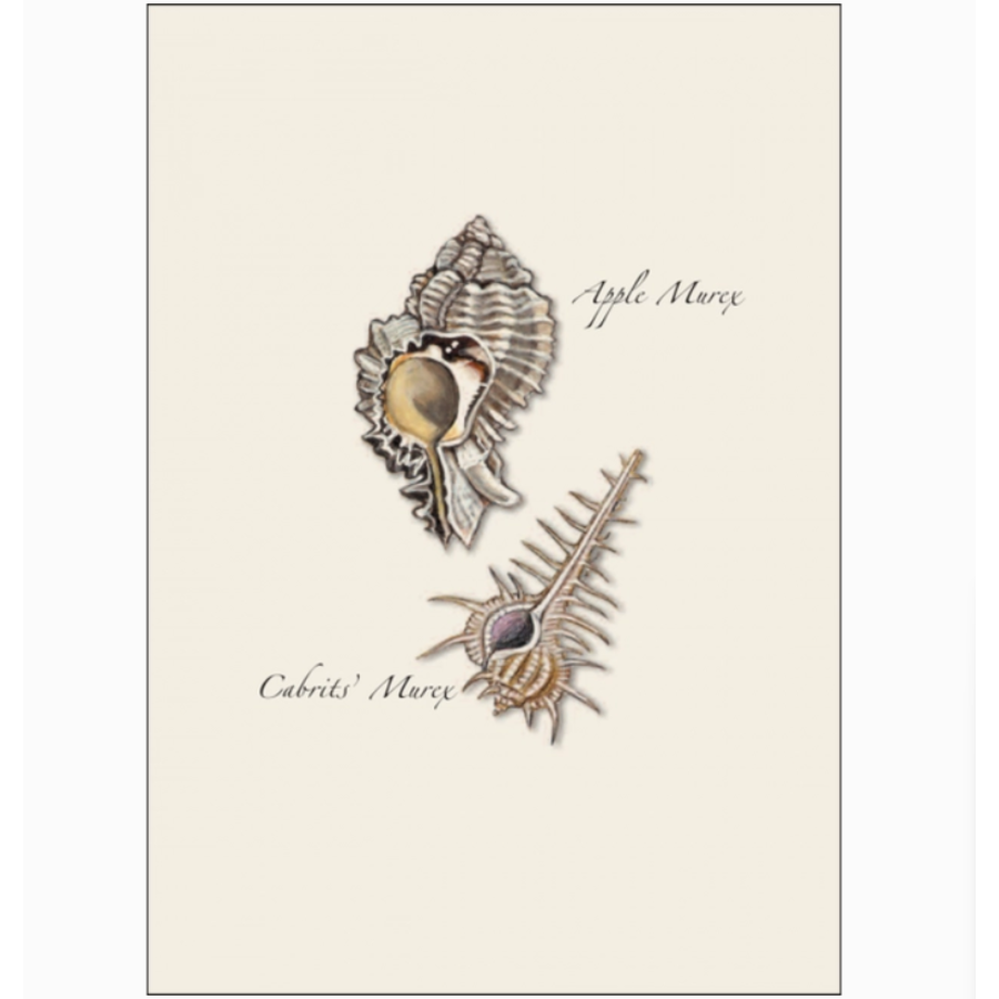 Seashell Assorted Boxed Note Cards
