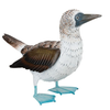 Blue Footed Booby Decor