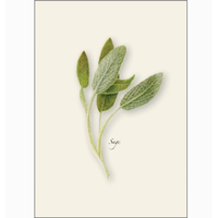 Herb Assorted Boxed Note Cards