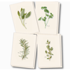 Earth sky water Herb Assorted Boxed Note Cards