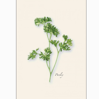 Herb Assorted Boxed Note Cards