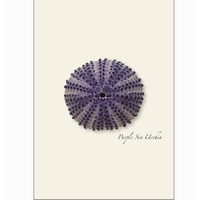Sea Urchin Assorted Boxed Cards