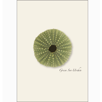 Sea Urchin Assorted Boxed Cards