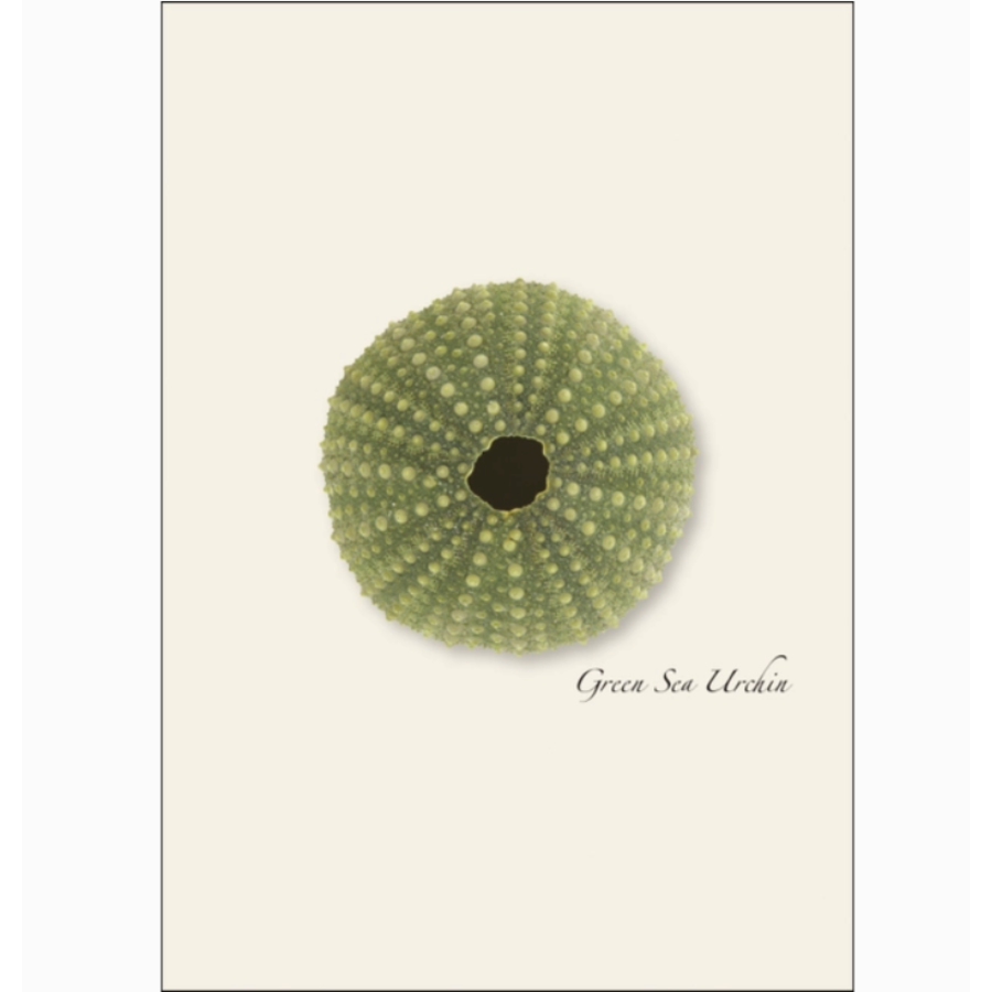 Sea Urchin Assorted Boxed Cards