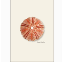 Sea Urchin Assorted Boxed Cards