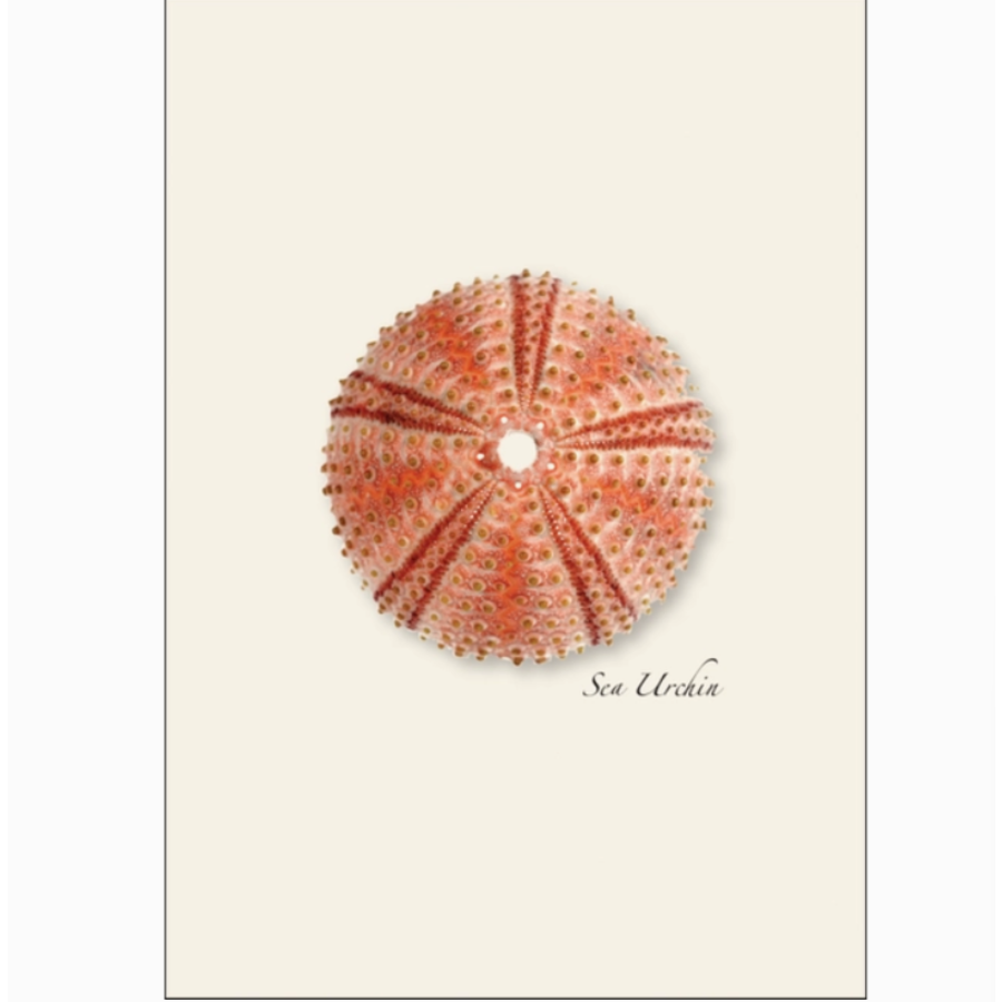 Sea Urchin Assorted Boxed Cards