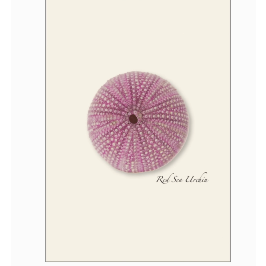 Sea Urchin Assorted Boxed Cards