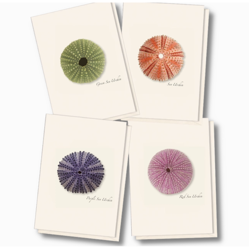 Earth sky water Sea Urchin Assorted Boxed Cards   Earth sky water Sea Urchin Assorted Boxed Cards