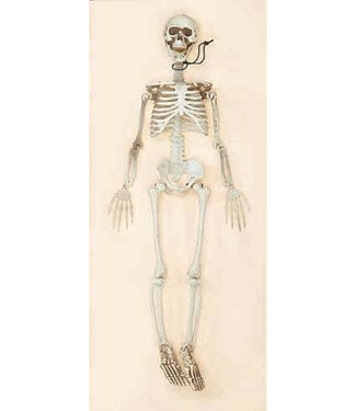 Worth Imports 36" Posable Skeleton