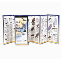 Birds of the New England Coast Folding Guide