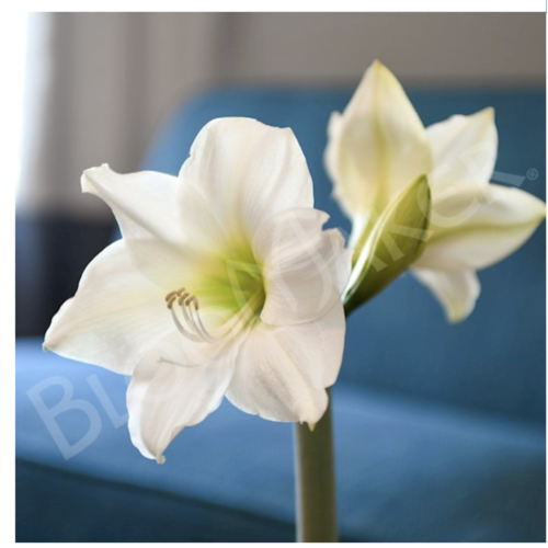  Bloomaker Cranberry Swirl Bulb with White Blossoms 