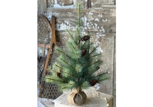  Whitley Pine Tree 2' 