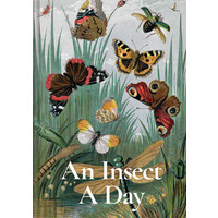 An Insect a Day