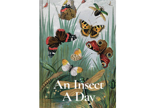  An Insect a Day 