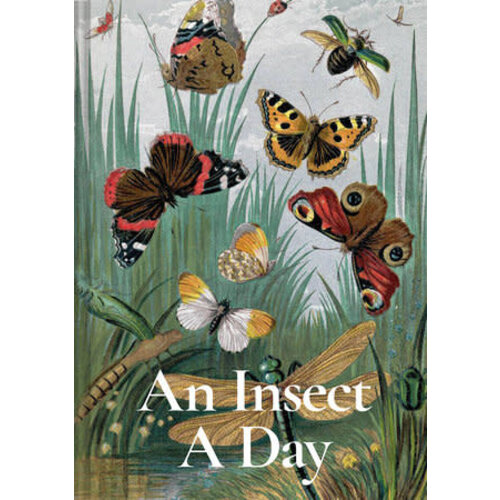  An Insect a Day 