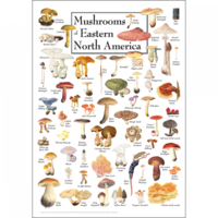 Mushrooms of Eastern N. A. Poster