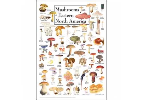 Earth sky water Mushrooms of Eastern N. A. Poster   Earth sky water Mushrooms of Eastern N. A. Poster