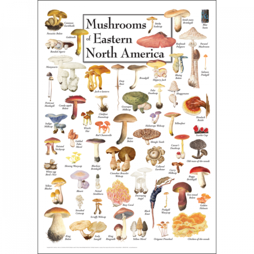  Earth sky water Mushrooms of Eastern N. A. Poster 