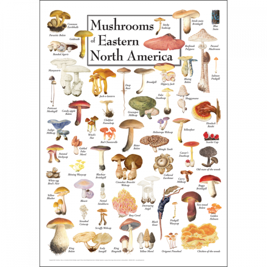 Mushrooms of Eastern N. A. Poster