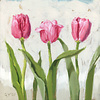 Sullivans Tulip Trio Giclee Wall Art 5" x  5"