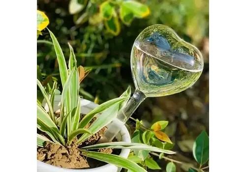  Magnifique Hearts Heart Shaped Self Watering Bulb 