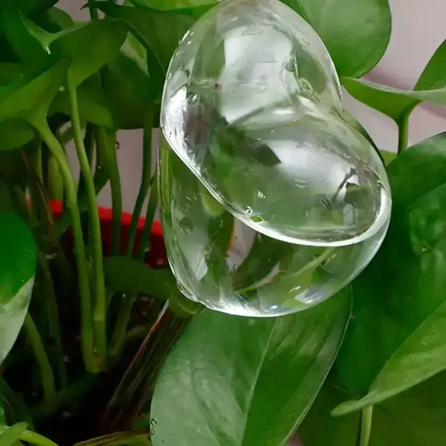 Heart Shaped Self Watering Bulb