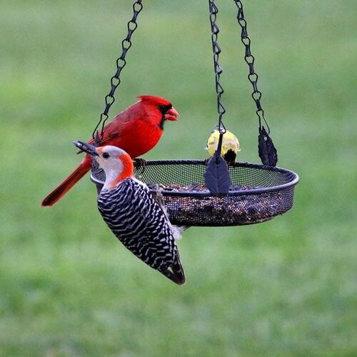  Hanging Tray Feeder 