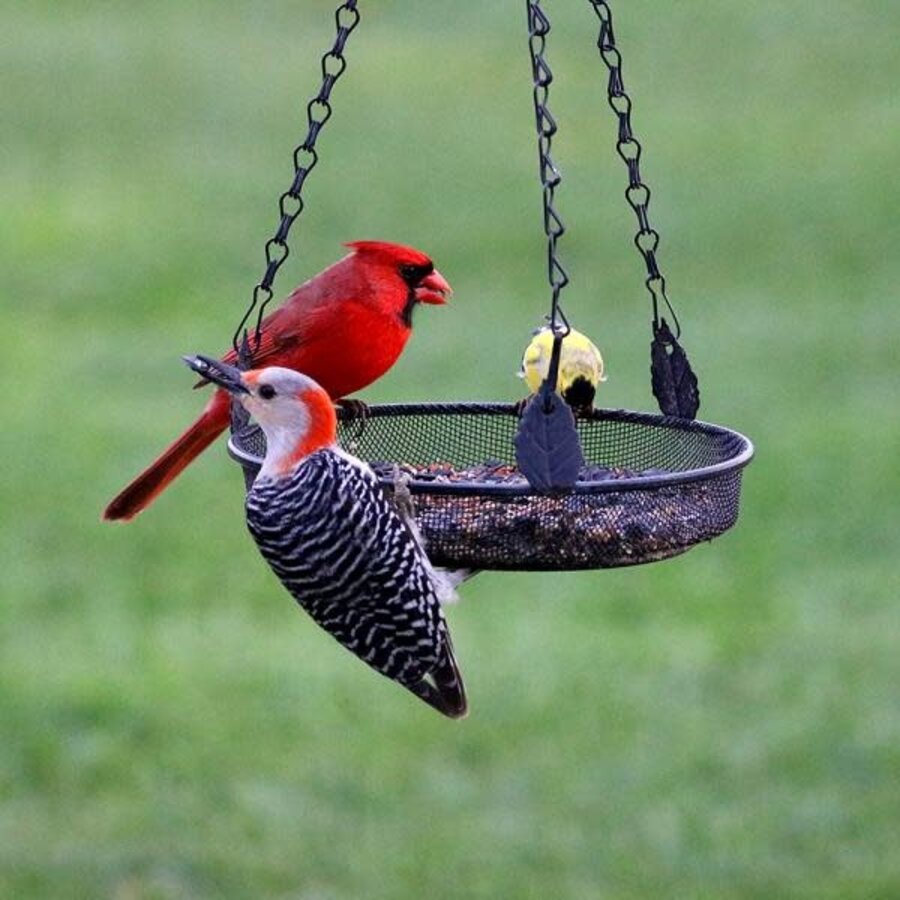 Hanging Tray Feeder