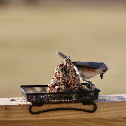  Deck & Ground Tray Feeder 