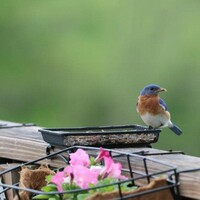Deck & Ground Tray Feeder