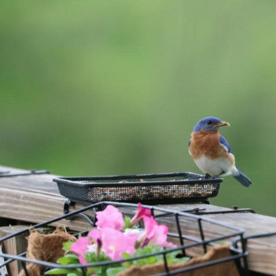 Deck & Ground Tray Feeder